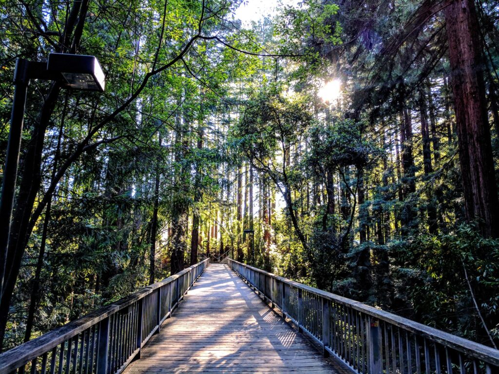 Wooden bridge in the forest.