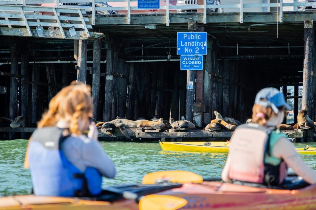 Students on kayaks observing sea lions lounging on the doc.