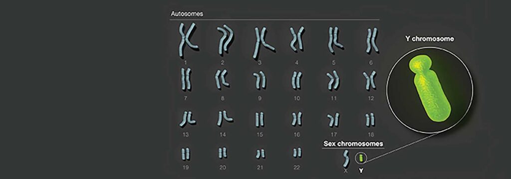 human Y chromosome search