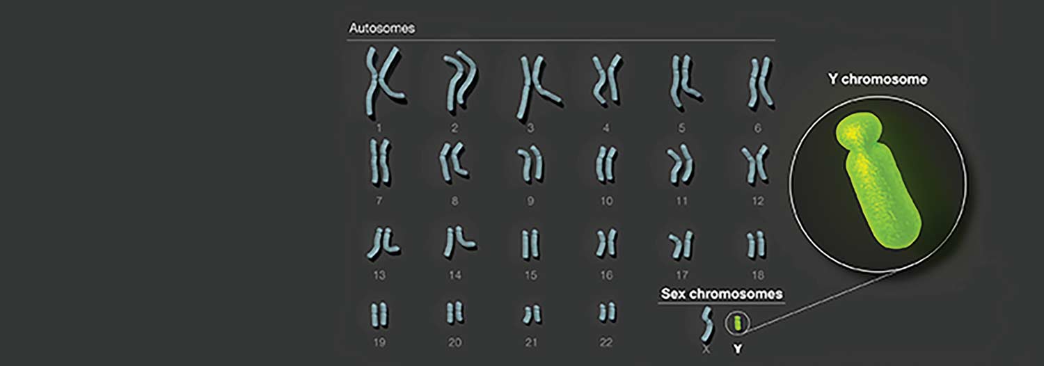 Human Y chromosome